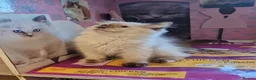 Ragdoll cats for sale: Lovely kittens ready for new parents  - Advert 9