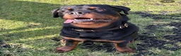 Rottweiler dogs for sale: AMAZING PEDIGREE REGISTERED ROTTWEILER PUPPIES - Advert 5