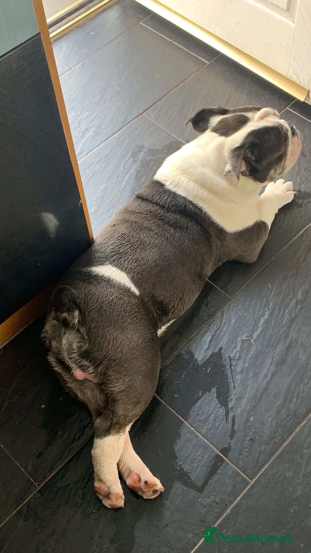 English Bulldog dogs for sale: PABLO 2 year old. English bulldog  - Advert 3