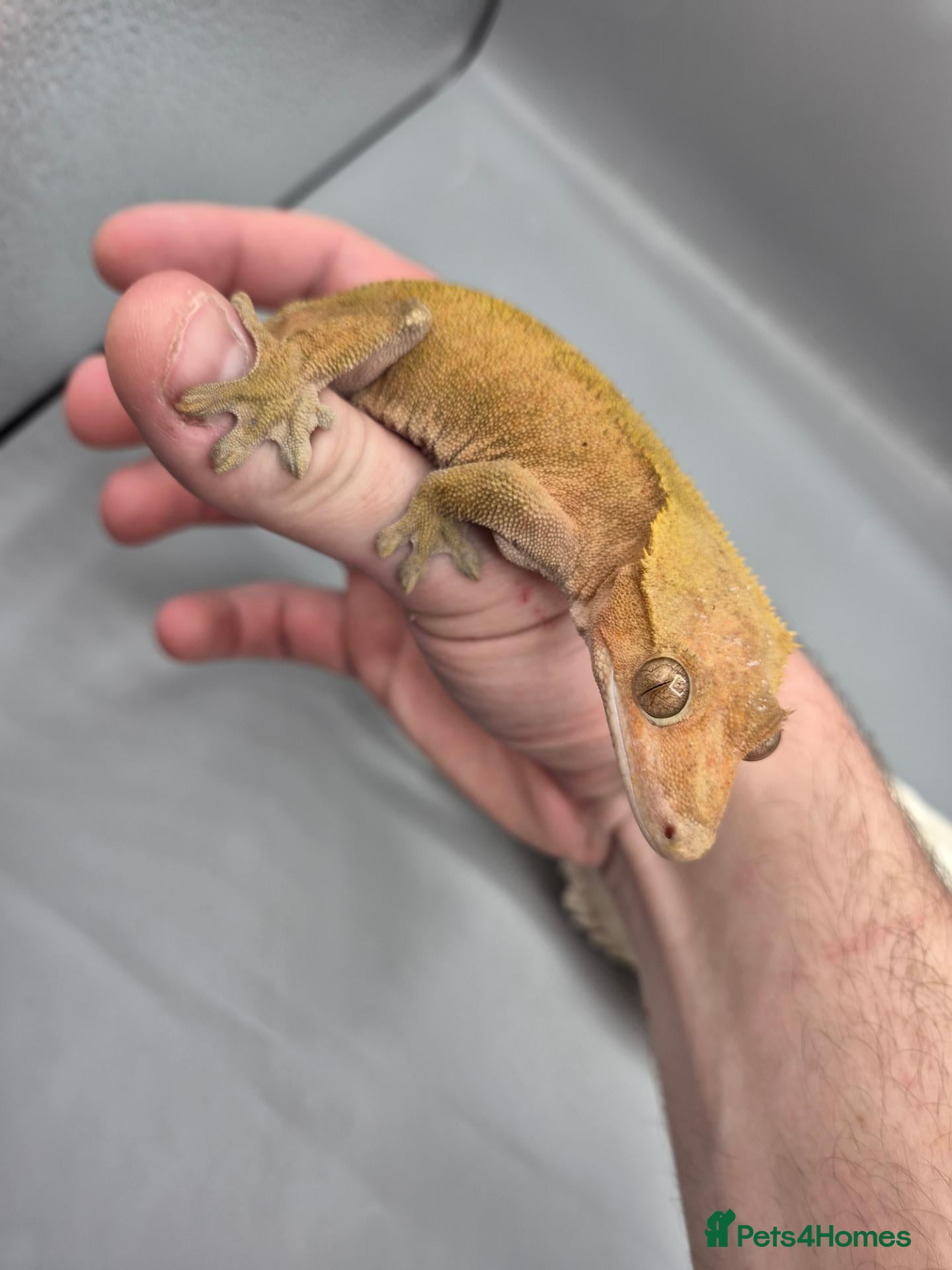 Gecko reptiles for sale: Proven red phantom Crested gecko  - Advert 5