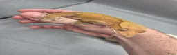 Gecko reptiles for sale: Proven red phantom Crested gecko  - Advert 1