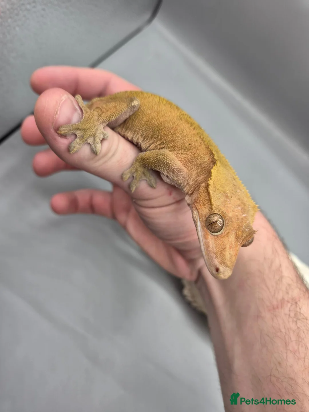 Gecko reptiles for sale: Proven red phantom Crested gecko  - Advert 1
