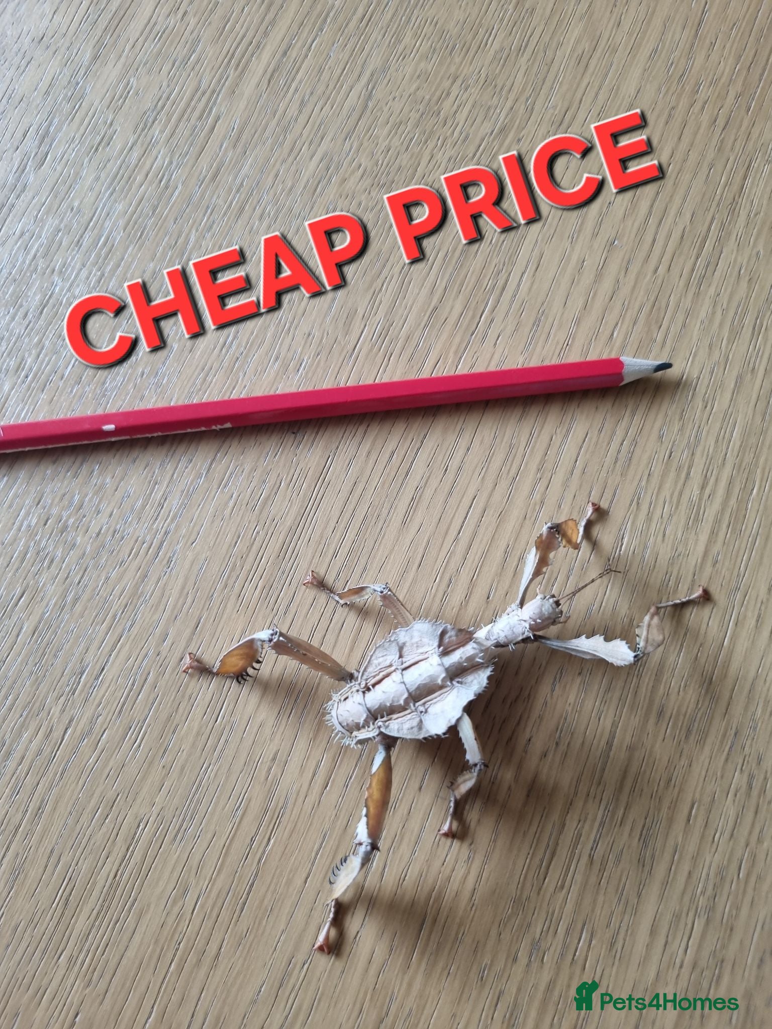 Stick Insects invertebrates *BARGAIN PRICE* Macleays spiny stick insect nymph - Advert 1