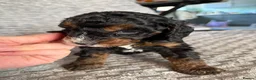 Cockapoo dogs for sale: Beautiful F2 Cockapoos  - Advert 19