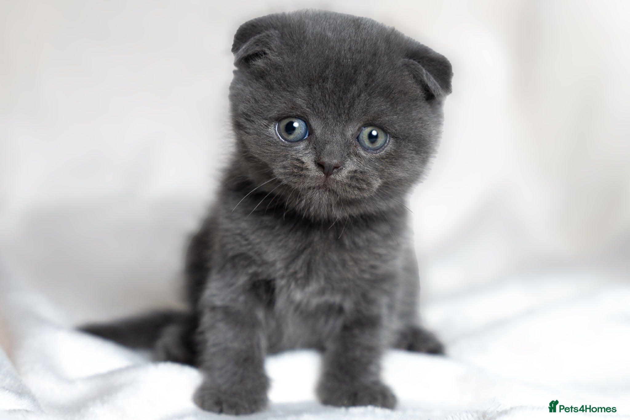 Scottish Fold cats READY NOW! Scottish Fold Kittens 💕 - Advert 4
