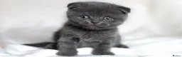 Scottish Fold cats for sale: 🐾Scottish Fold & Straight Kittens, 4Girls, 1Boy  - Advert 2