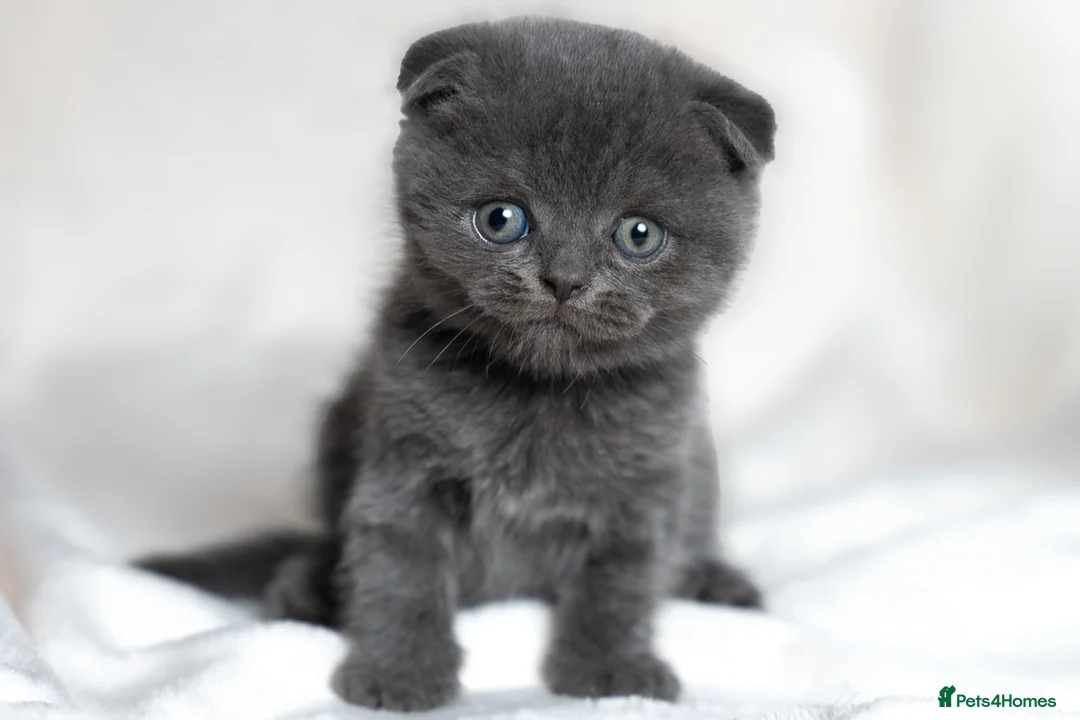 Scottish Fold cats for sale: 🐾Scottish Fold & Straight Kittens, 4Girls, 1Boy  - Advert 2