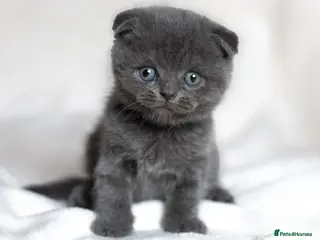 Scottish Fold cats READY NOW! Scottish Fold Kittens 💕 - Advert 4