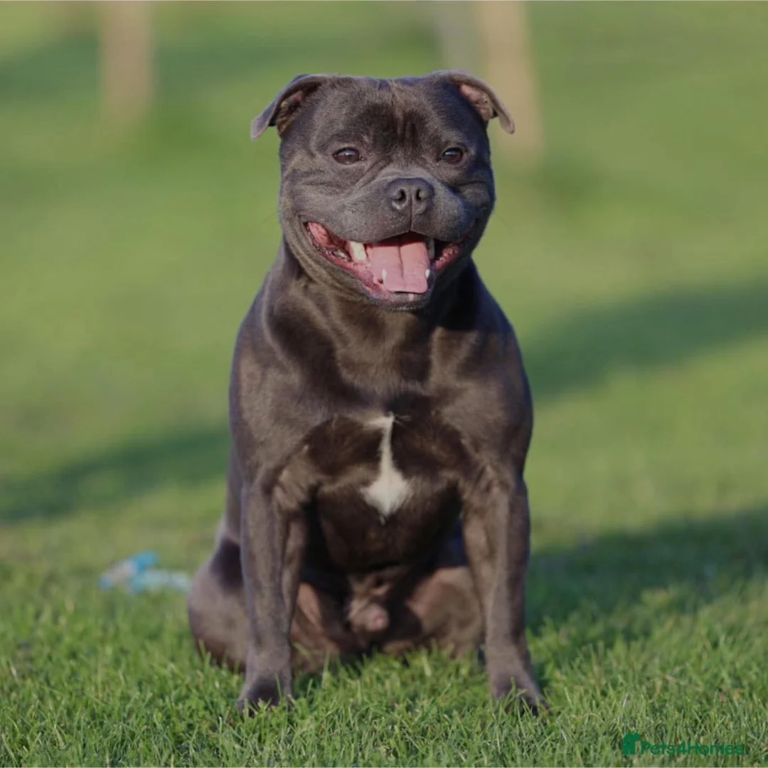 Staffordshire Bull Terrier dogs for sale: ROYAL REGIMENT GIRLS KC REGISTERED - Advert 1