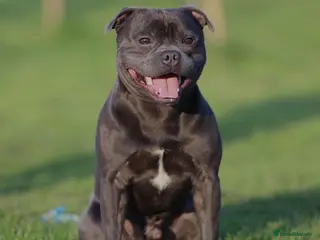 Staffordshire Bull Terrier dogs ROYAL REGIMENT GIRLS KC REGISTERED - Advert 2