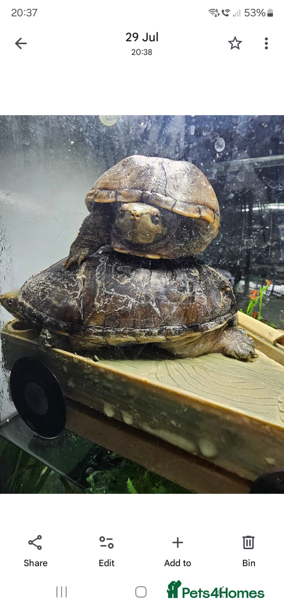 Turtle reptiles Male and female musk turtles  - Advert 1