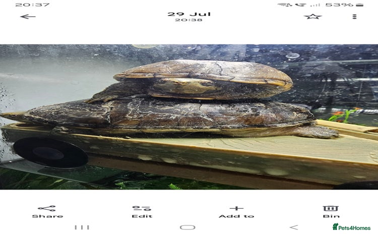Turtle reptiles - Advert 5
