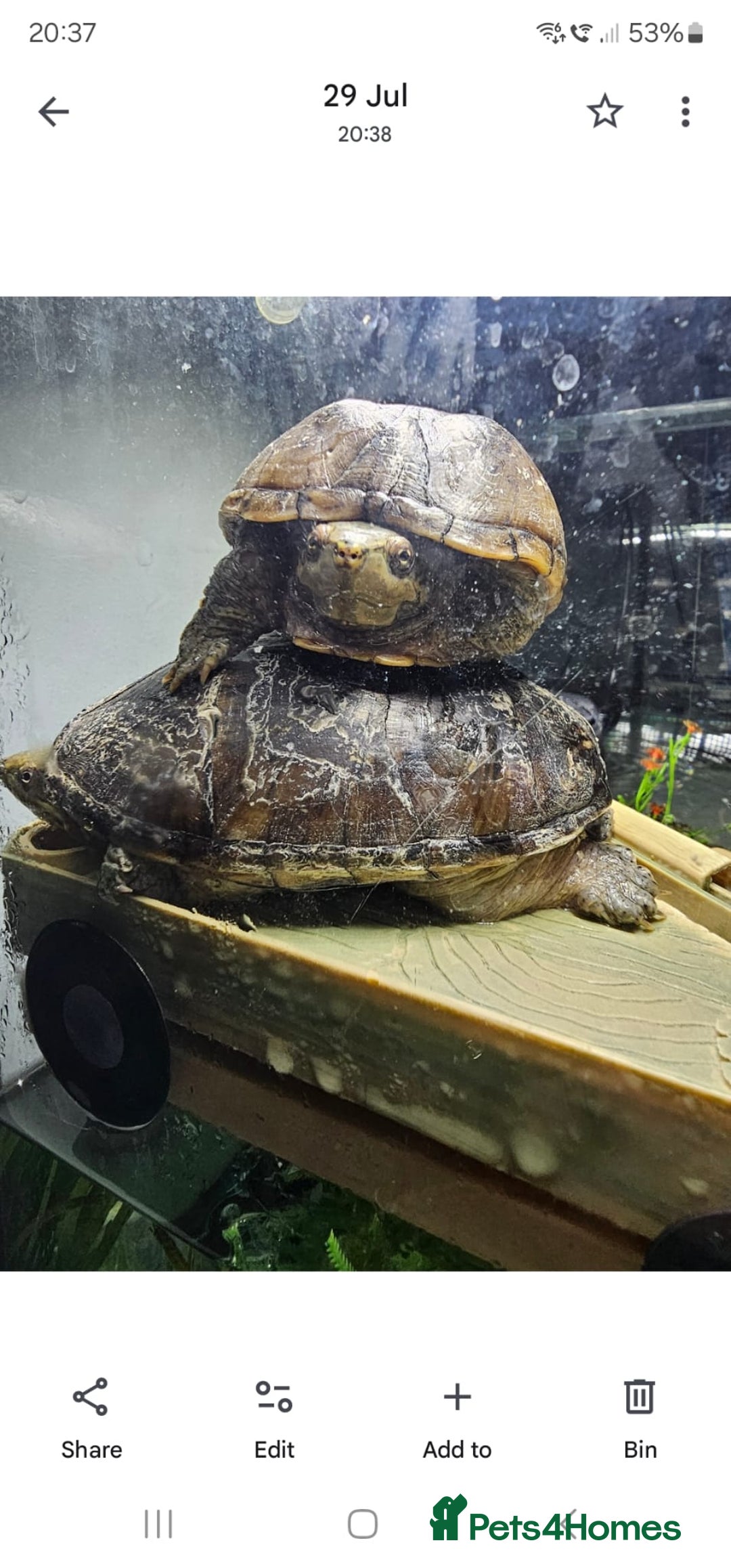 Turtle reptiles for sale: Male and female musk turtles  - Image 1