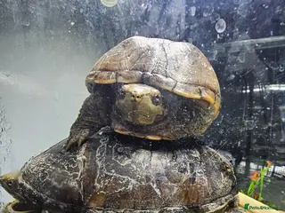 Turtle reptiles Male and female musk turtles - Advert 1