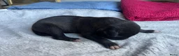 Lurcher dogs for sale: Bedlington/whippet lurcher puppies  - Advert 4