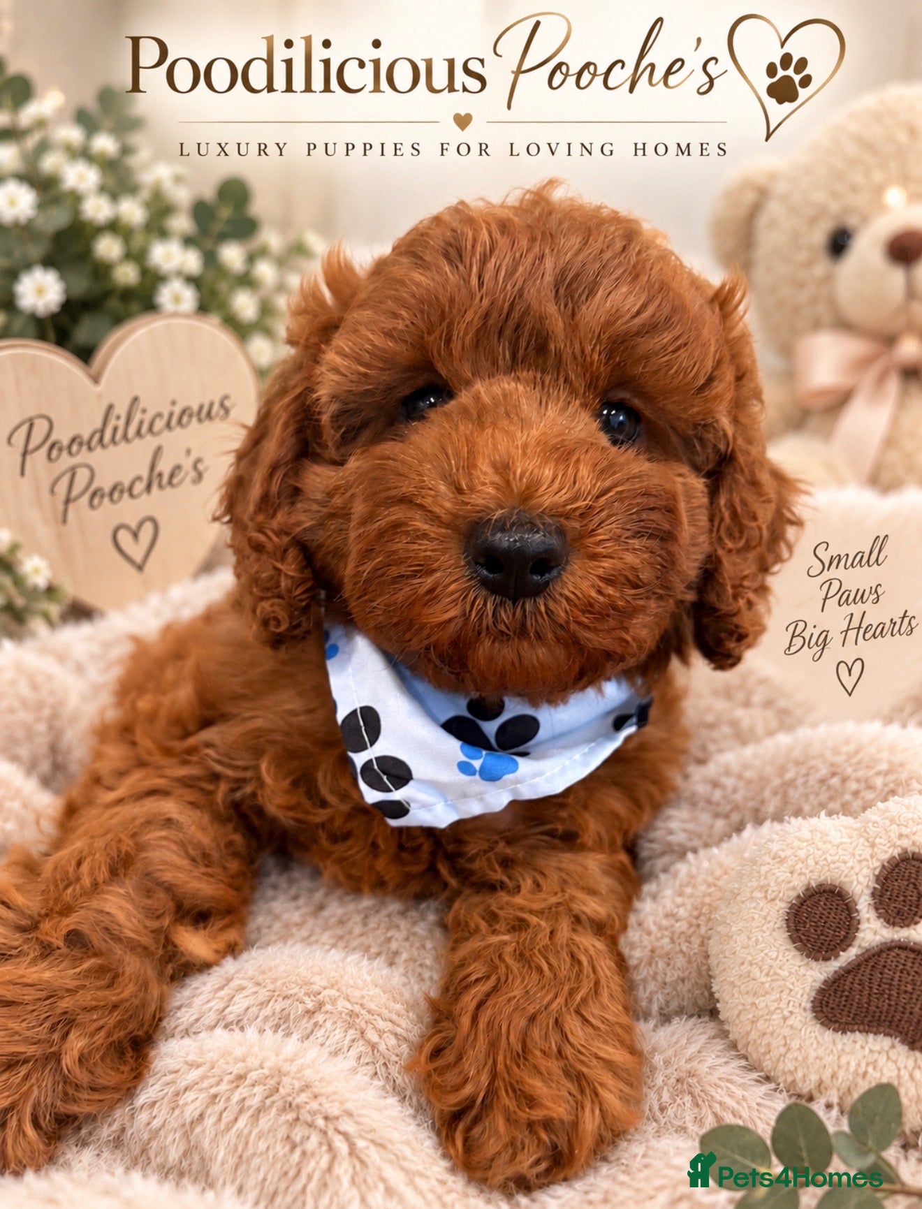 Cavapoo dogs 1 beautiful boy. F1b both parents DNA clear  - Advert 1