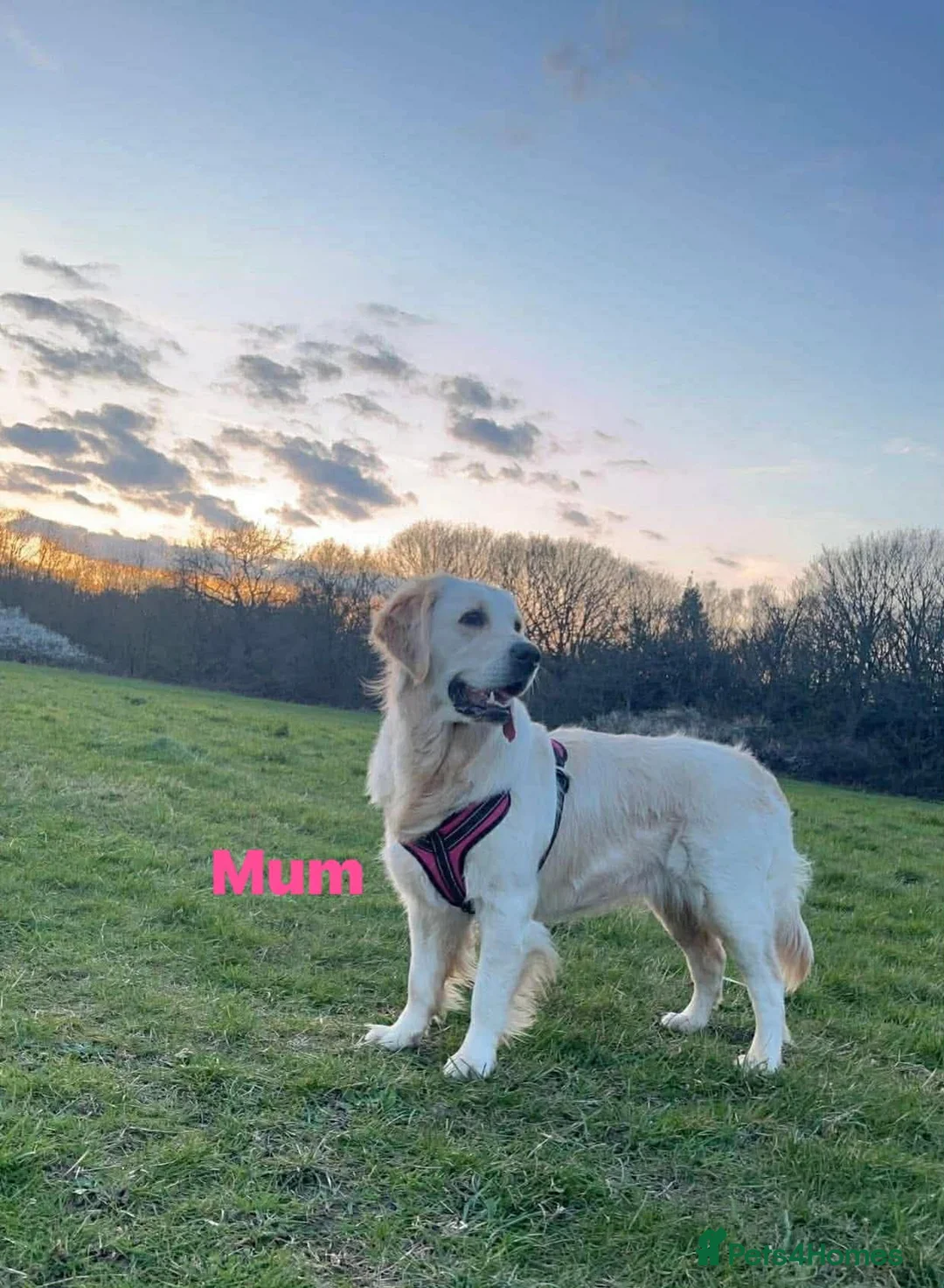 Golden Retriever dogs for sale: Our Beautifil KC registered Golden Retriever   in Leeds - Advert 1