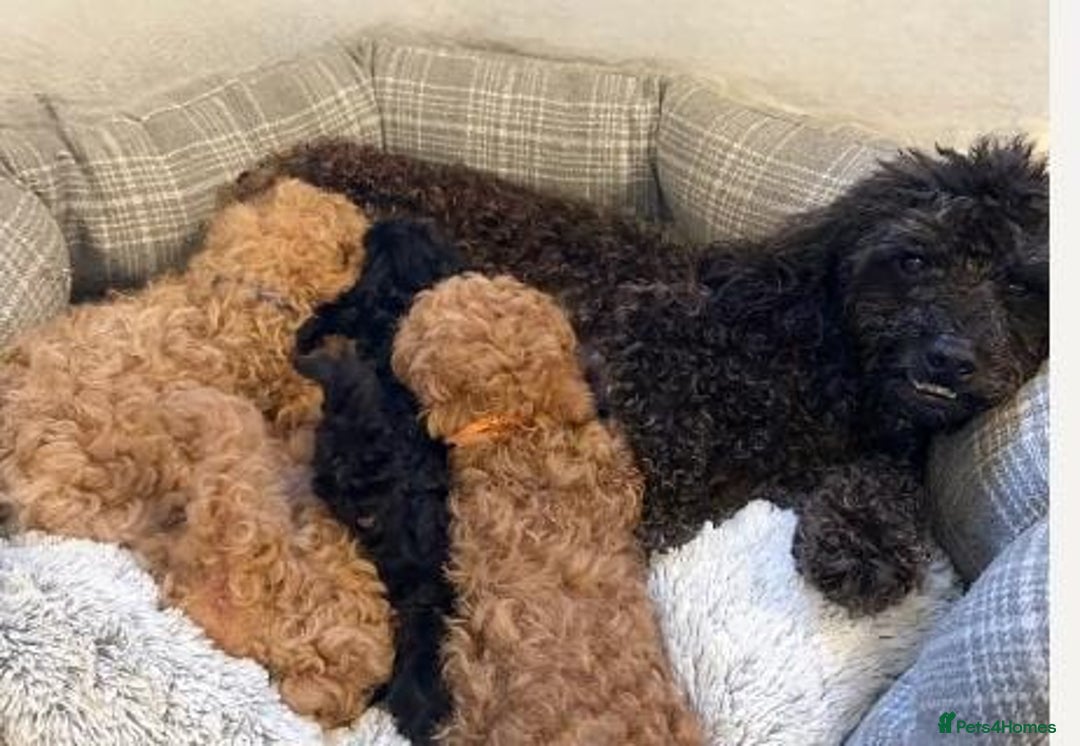 Toy Poodle dogs for sale: Toy Poodle Puppy  - Image 2