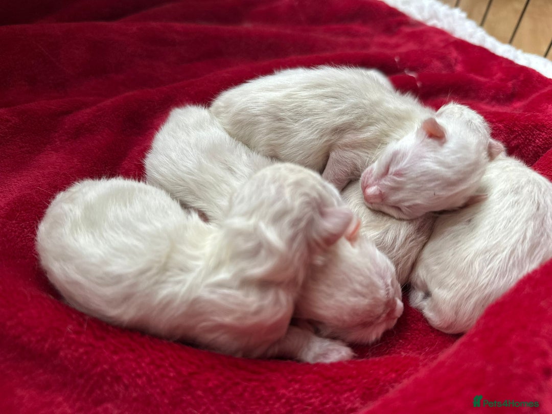 Ragdoll cats for sale: 📍1 FEMALE LEFT!🍼GCCF REGISTERED🐾 - Advert 18