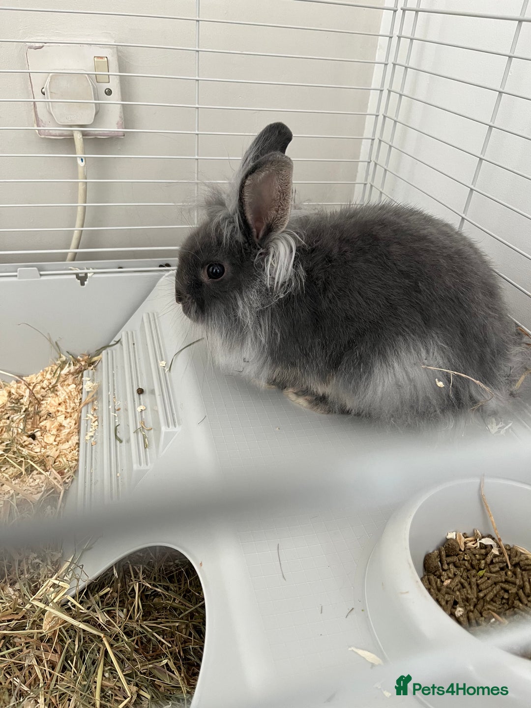Lionhead rabbits for sale: Male 14 week rabbit - Image 2