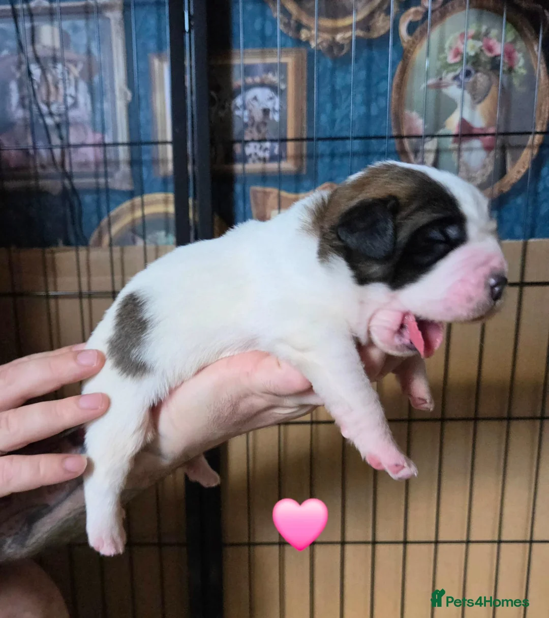 Saint Bernard dogs for sale: Saint Bernard puppies  - Advert 2