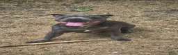 Staffordshire Bull Terrier dogs for sale: Staffordshire Bull Terrier Pupps-2 Boys Available  - Advert 13