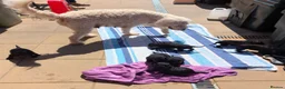 Goldendoodle dogs for sale: F1b Standard Goldendoodle Puppies blue/black - Advert 5