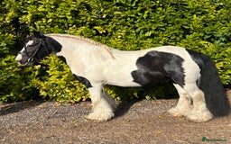Irish Cob horses for sale: Chunky full up 12.3 cob gelding  in Peterborough - Image 1
