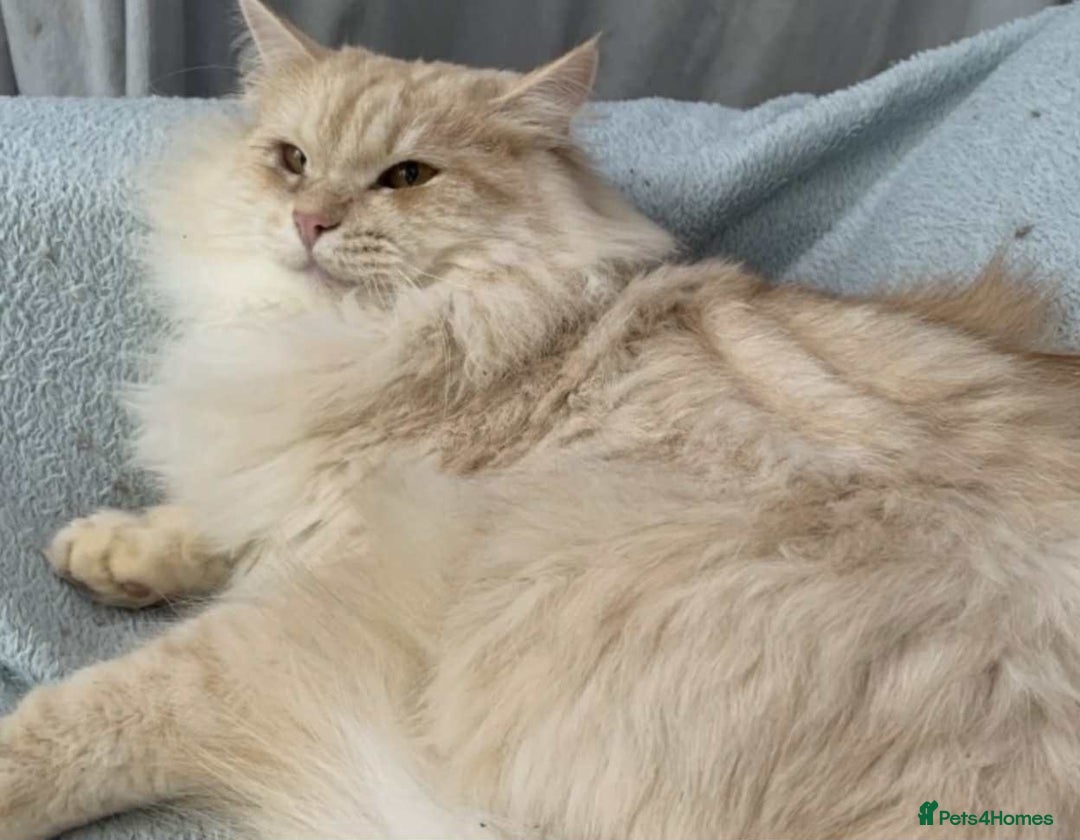 Siberian cats for sale: Pedigree Siberian cats for 5* homes only - Image 6