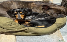 Miniature Dachshund dogs for sale: Rehoming - Mini dachshund (3) & French Bulldog (8) - Image 11