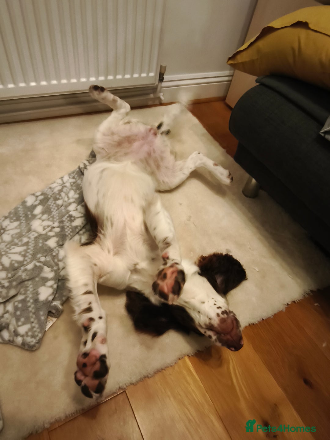 Sprocker dogs for sale: Family dog Sprocker puppy  - Advert 5