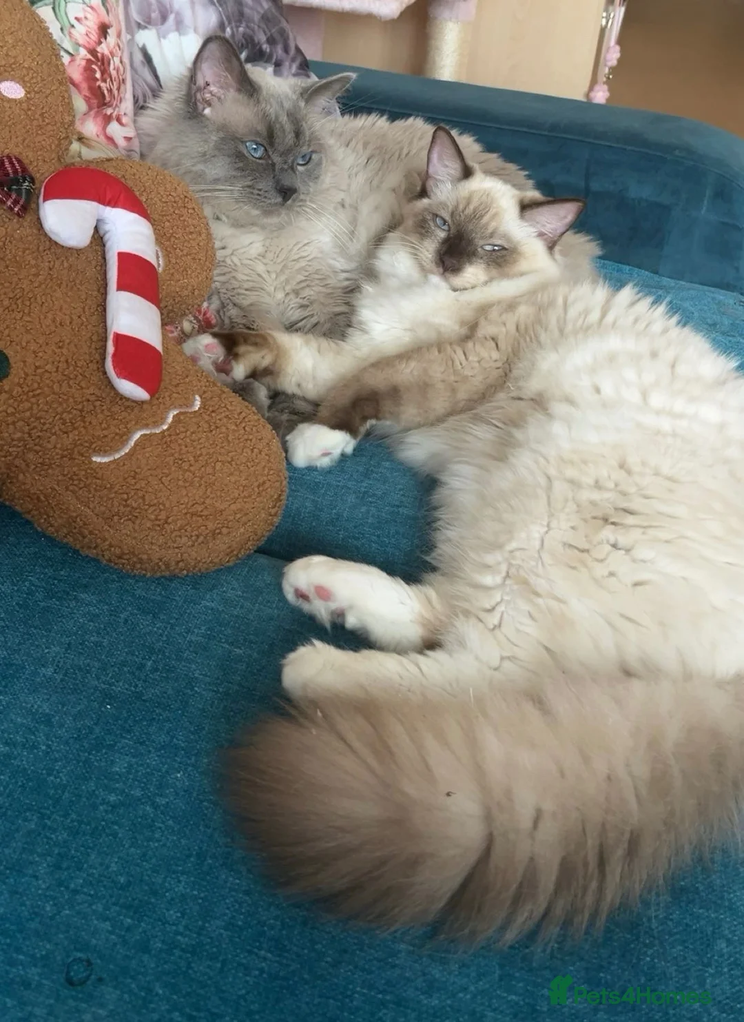 Ragdoll cats for sale: 2 ADULT RAGDOLLS FOR SALE  - Advert 2