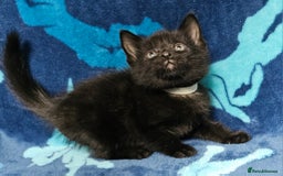 Mixed Breed cats for sale: 2 male kittens ready now - Image 4