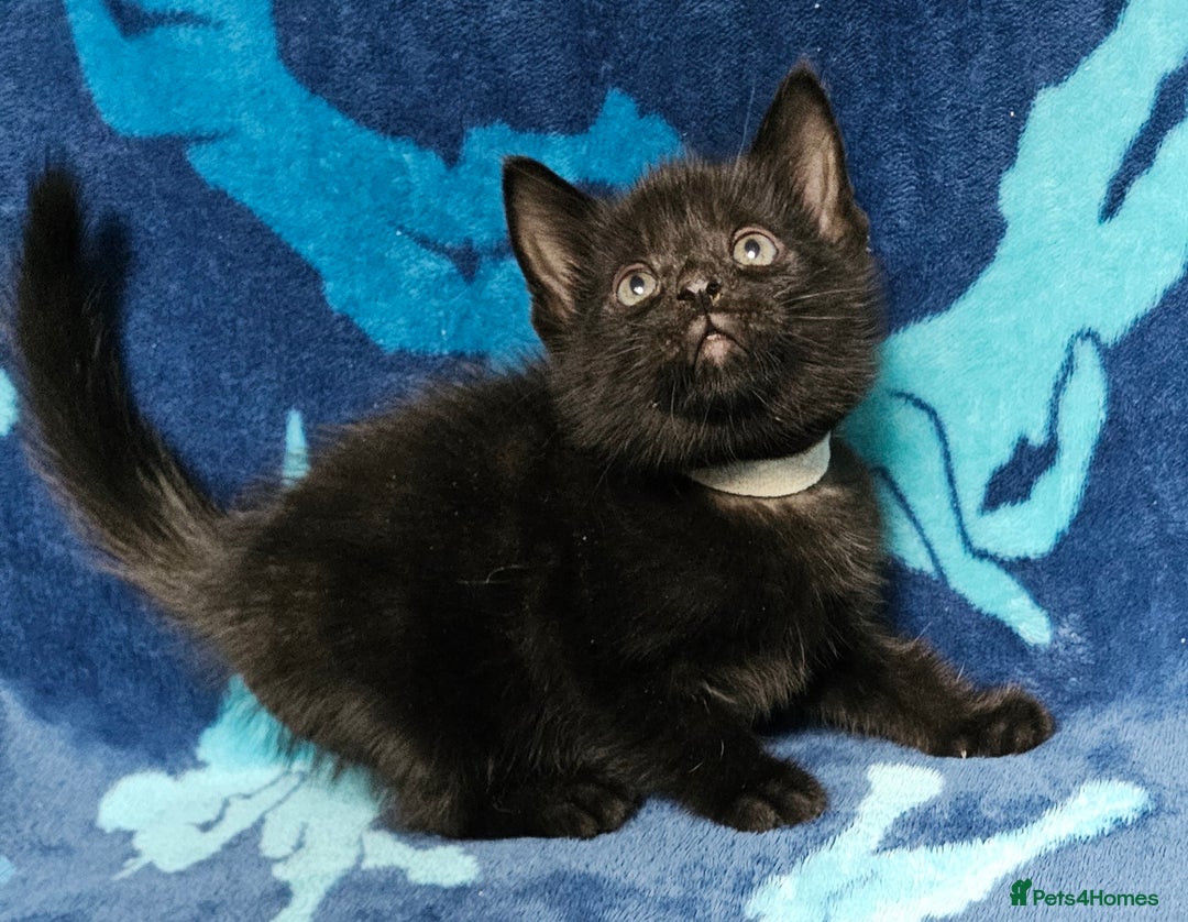 Mixed Breed cats for sale: 2 male kittens ready now - Image 4