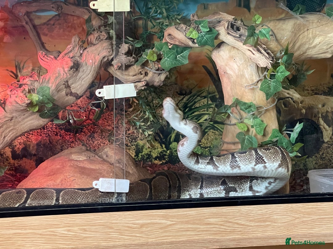 Python Snake reptiles for sale: Female Royal Python - Image 2