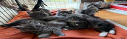 Maine Coon cats for sale: Ready Now: 6 Maine coon Kittens - Advert 16