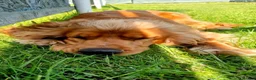 Cocker Spaniel dogs for stud: Handsome Cocker Spaniel-Whisky-Available for Stud in Kirkcaldy - Advert 7