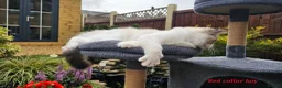 Ragdoll cats for sale: GCCF PEDIGREE CERTIFICATE KITTENS  - Advert 17