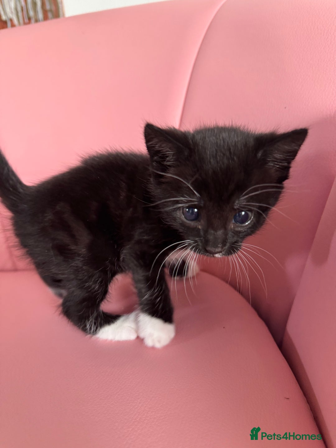 Mixed Breed cats for sale: Three unique sweethearts looking for new homes 🏡  - Image 8