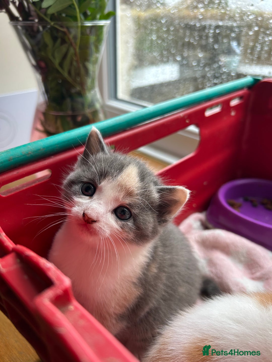 Mixed Breed cats for sale: Kittens.. Ready to reserve.  - Image 3