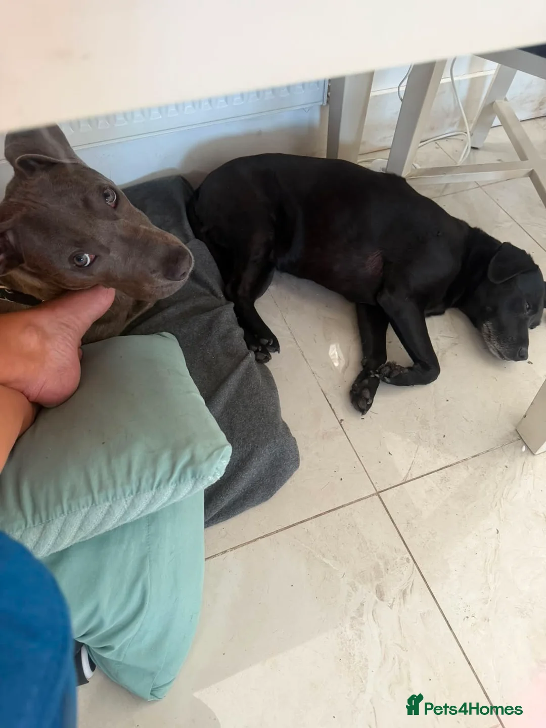 Mixed Breed dogs for sale: Loving young Bull Lurcher  in Retford - Advert 5