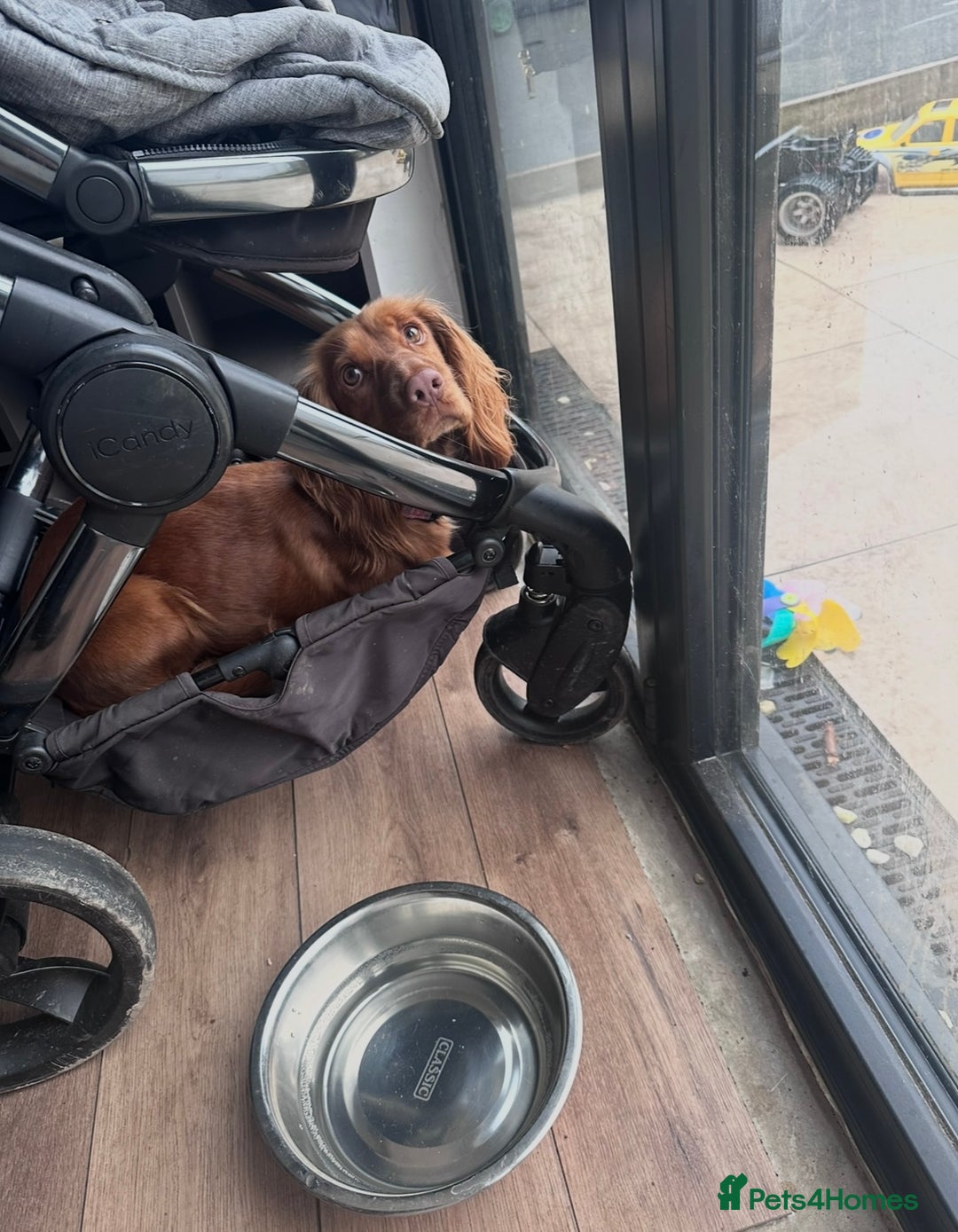 Cocker Spaniel dogs for sale: KC Registered Working Cocker Spaniel - 3yo, Female - Advert 3