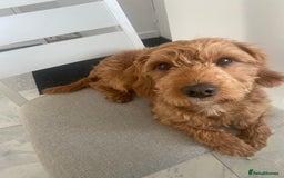 Cockapoo dogs for stud: Milo  - Image 3