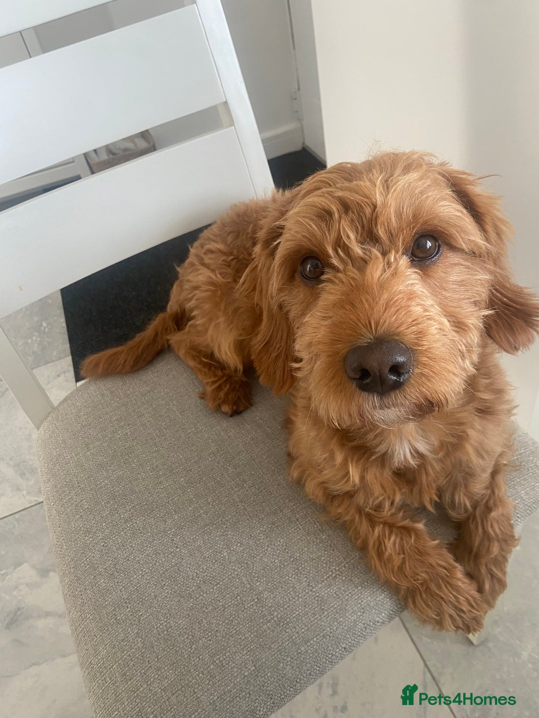 Cockapoo dogs for stud: Milo  - Image 3