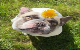 French Bulldog dogs for sale: Female French bulldog  - Image 3