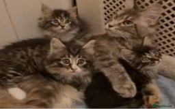 Maine Coon cats for sale: Adorable Maine Coon Kitten - Image 2