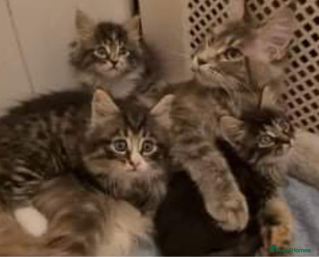 Maine Coon cats for sale: Adorable Maine Coon Kitten - Image 2