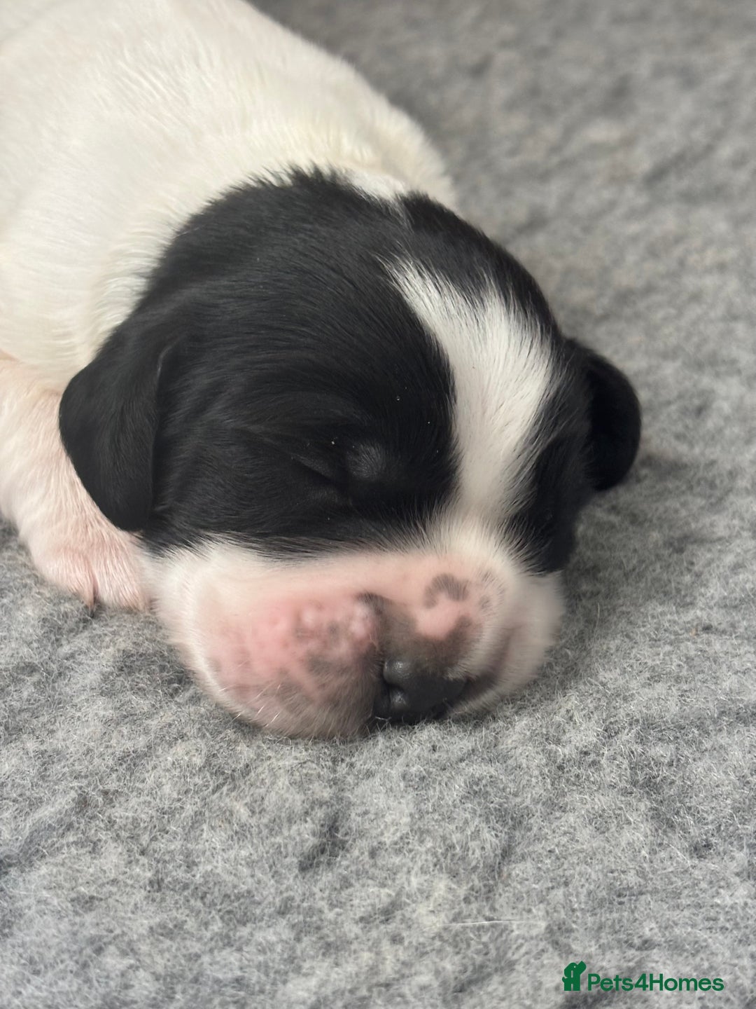 Sprocker dogs for sale: Sprocker Pups  - Image 8