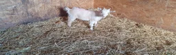 Goats livestock for sale: Lovely pygmy goats 🐐  - Advert 5