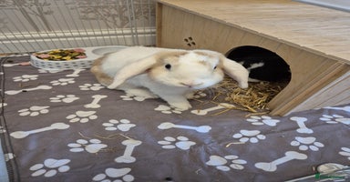 Mini Lop rabbits 2x female mini lop rabbits  - Advert 16